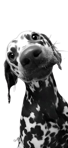 Cachorro Dálmata